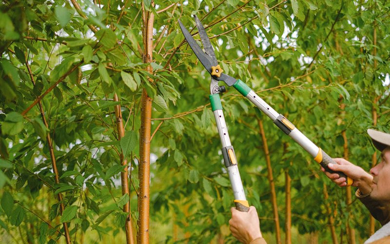 Tree trimming in Goshen, UT